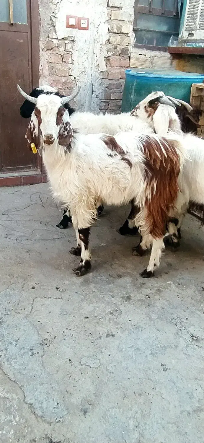 دوتا بره و سه تا بزغاله نر در خونه ای|حیوانات مزرعه|زاهدان, |دیوار