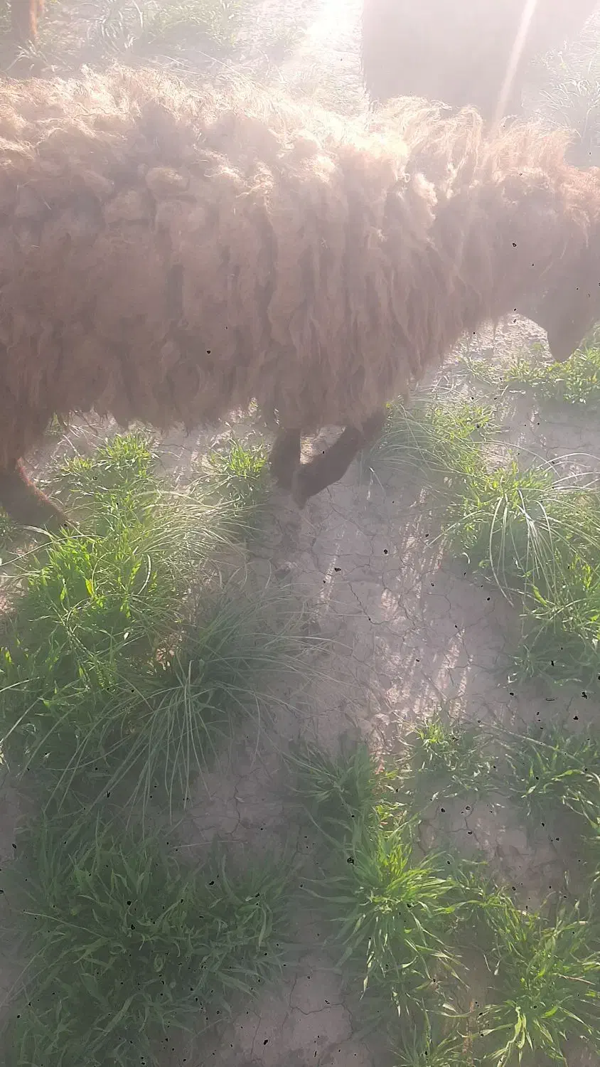 گوسفند|حیوانات مزرعه|سبزوار, قصبه غربی|دیوار