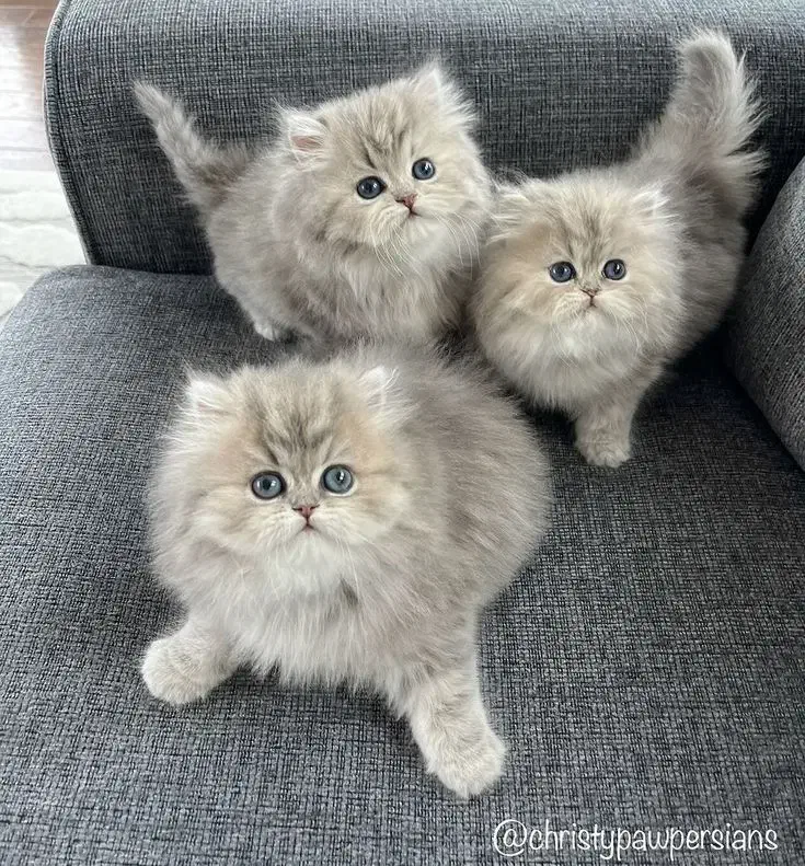 مجموعه گربه های زیبا|گربه|اصفهان, باغ زرشک|دیوار