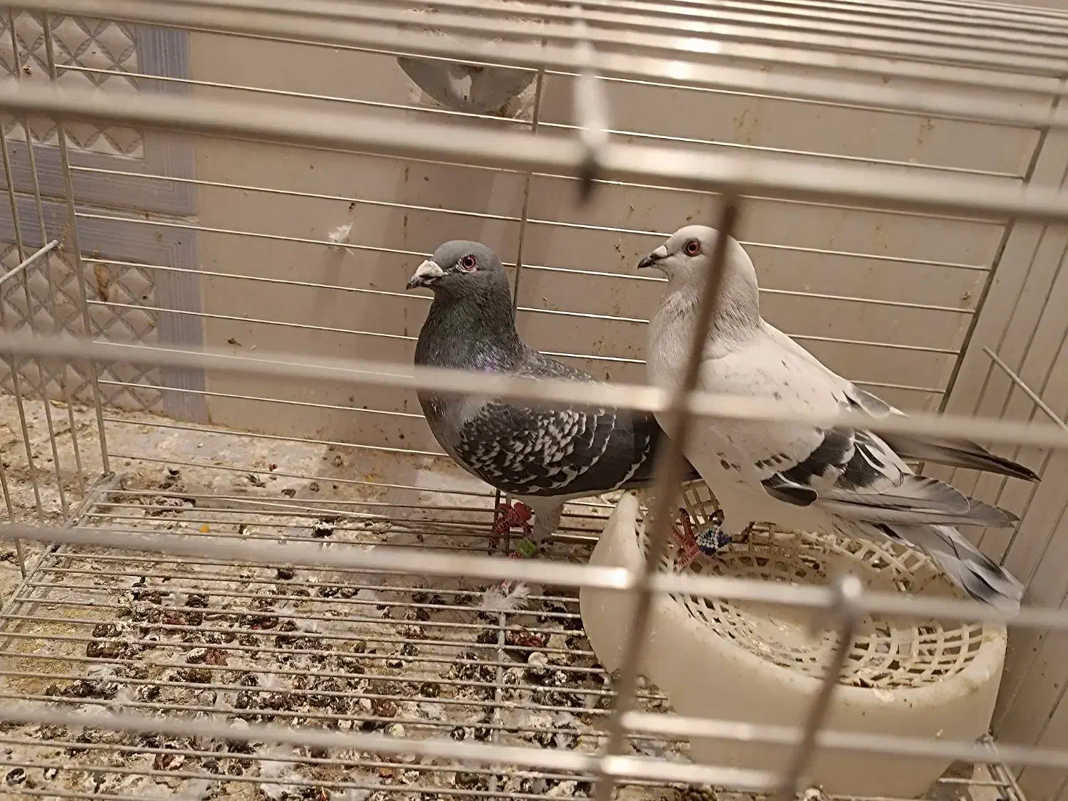 آلمانی مگسی|پرنده|مهریز, |دیوار