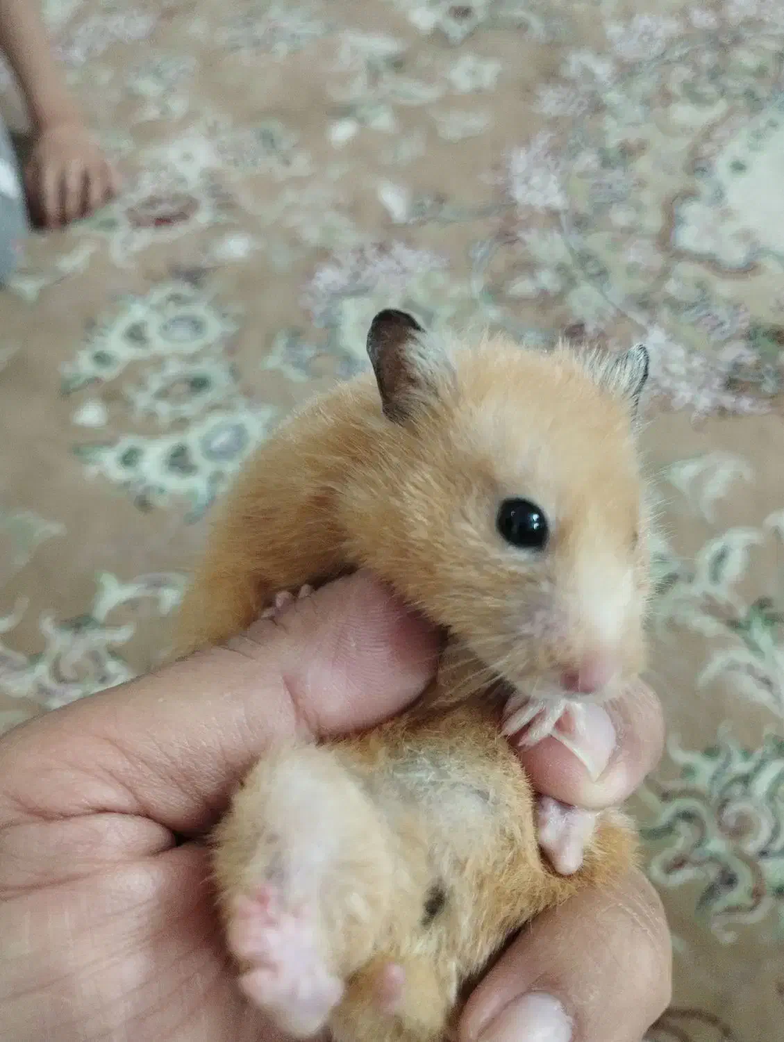 همستر|موش و خرگوش|تهران, دهقان|دیوار