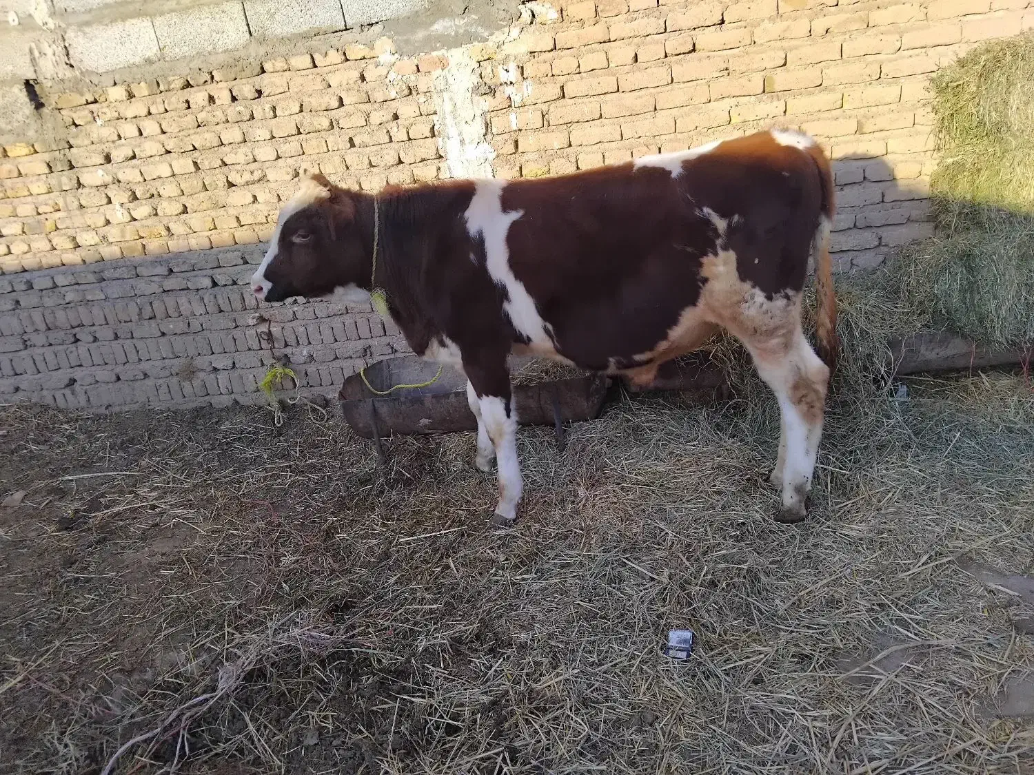 گوساله نر قرمز سیمنتال شرابی گاو|حیوانات مزرعه|تبریز, |دیوار