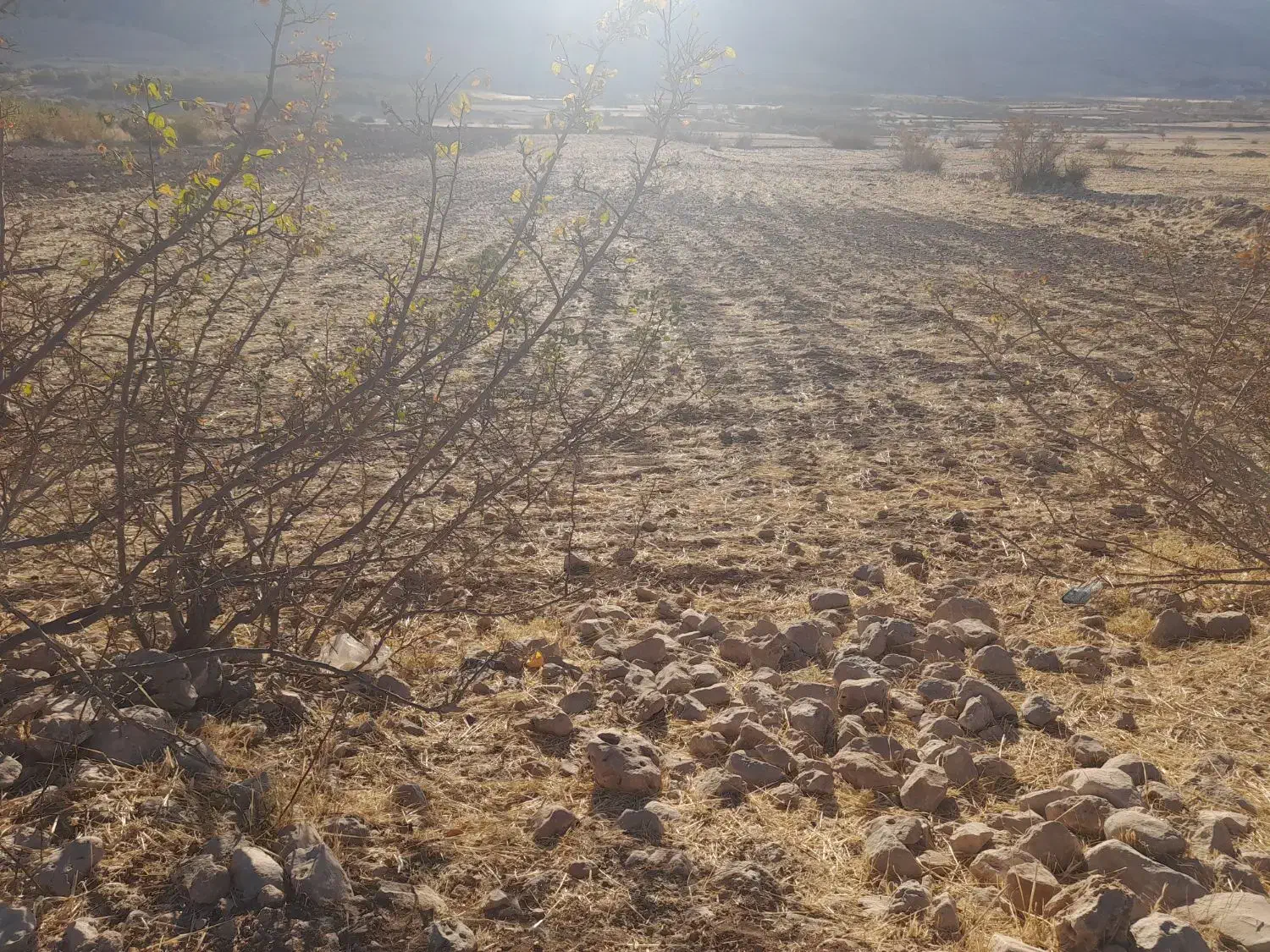 فروش زمین کشاورزی وخانه باغ|فروش زمین و ملک کلنگی|ایوان, |دیوار