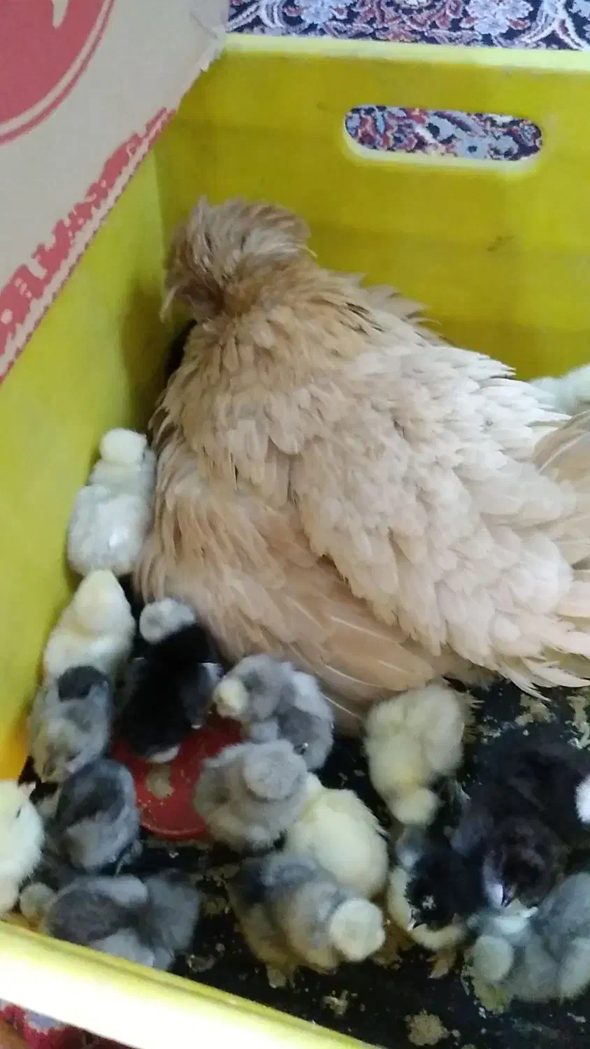 سلطان .زینتی.تخم .نطفه دار.مرغ|حیوانات مزرعه|قم, نوبهار|دیوار