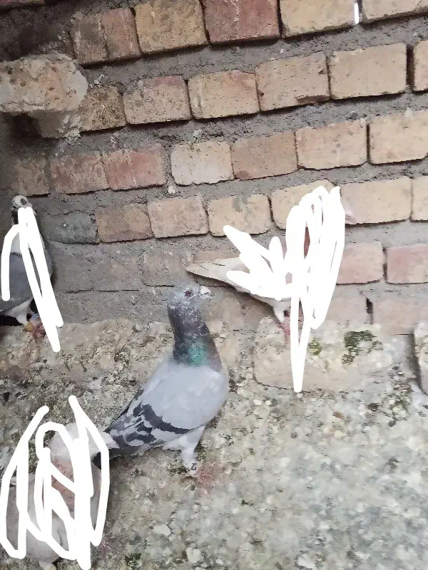 هفرنگ کبود پرشی زنگ|پرنده|دشتابی, |دیوار