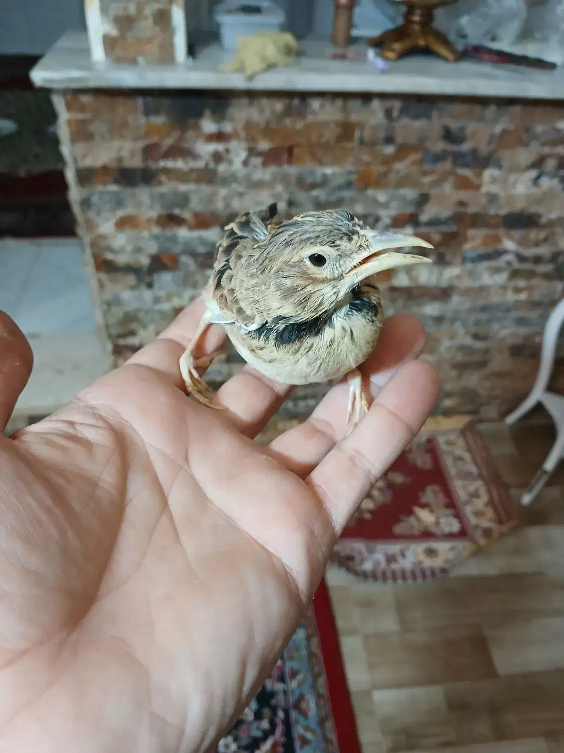 قناری طبیعت نر|پرنده|قزوین, |دیوار