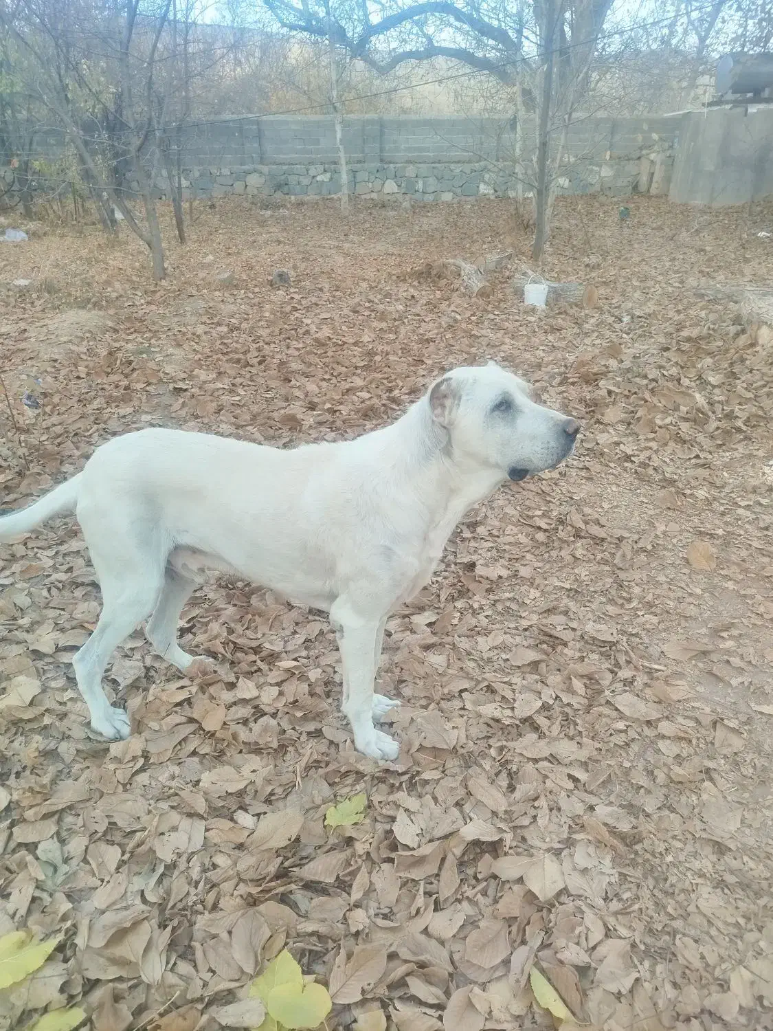 واگذاری سگ|سگ|قم, بنیاد|دیوار