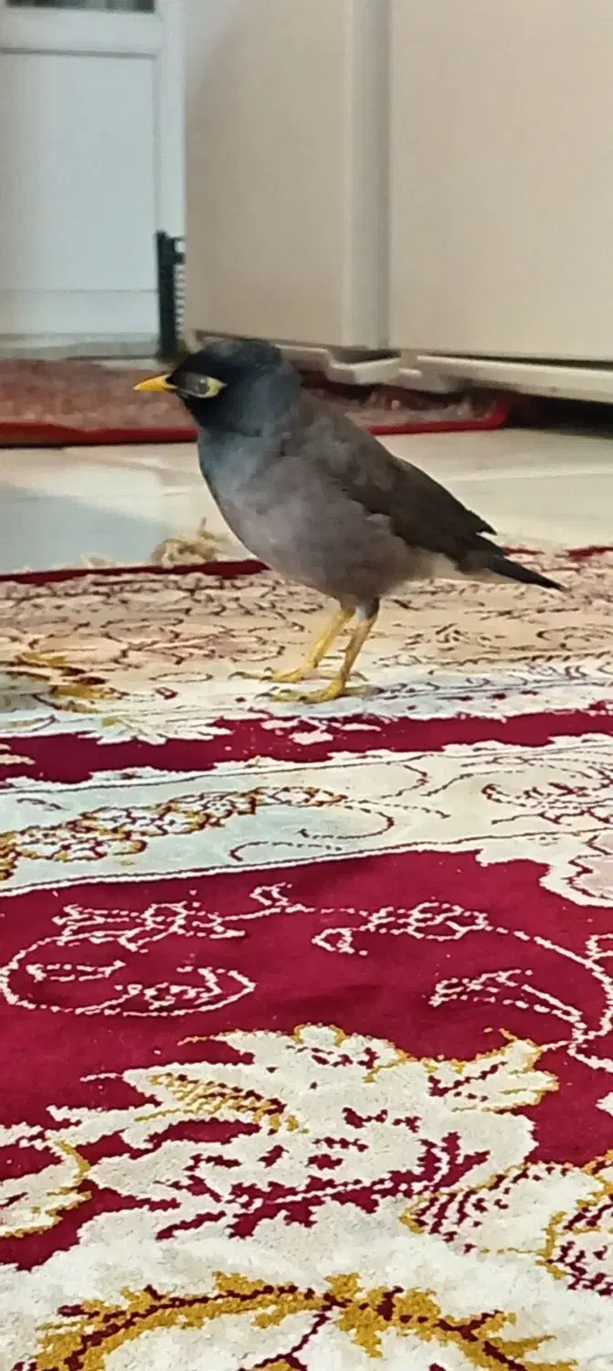 مینا ماده|پرنده|قائمشهر, |دیوار