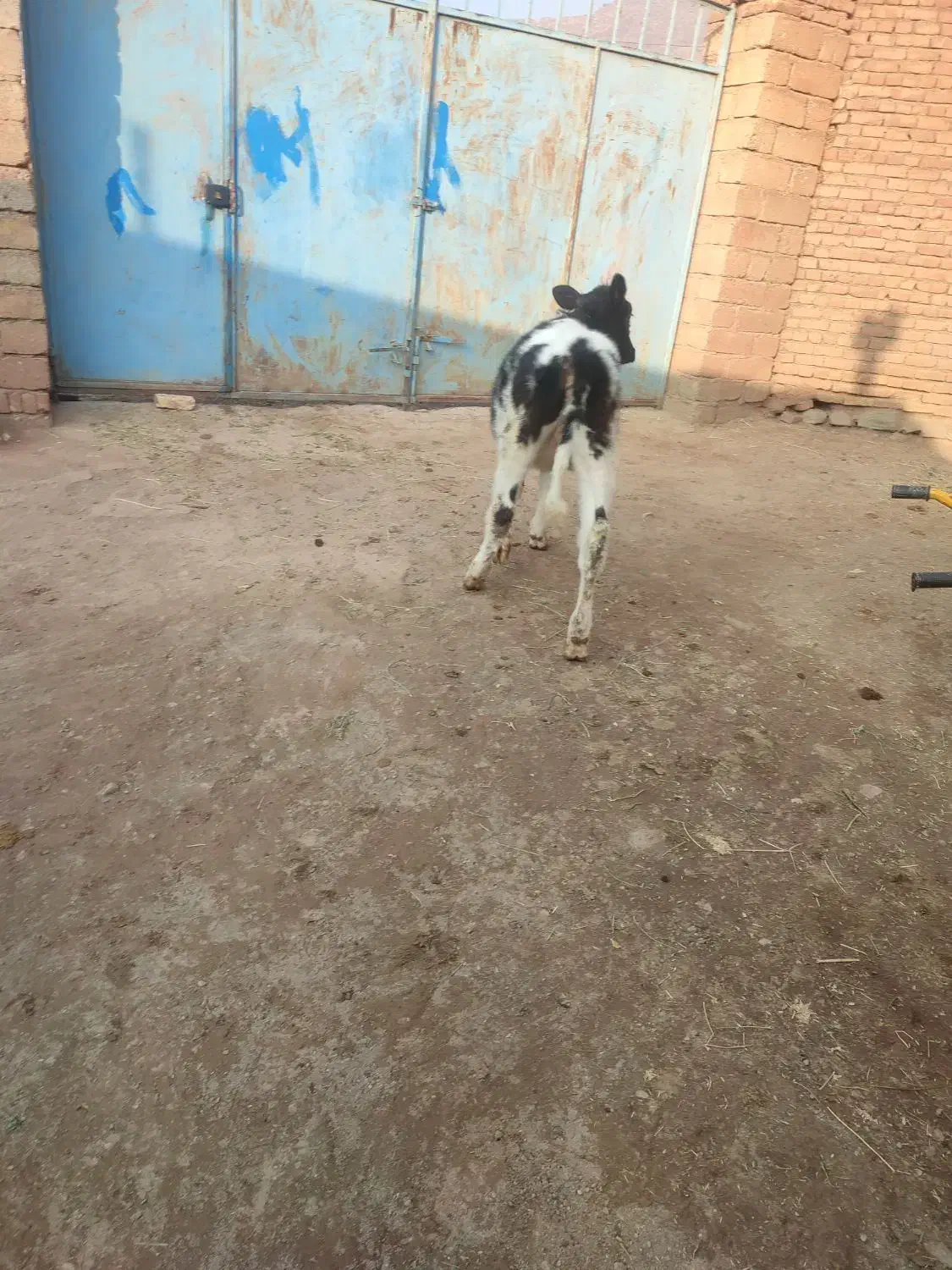 گوساله ماده|حیوانات مزرعه|سلماس, |دیوار