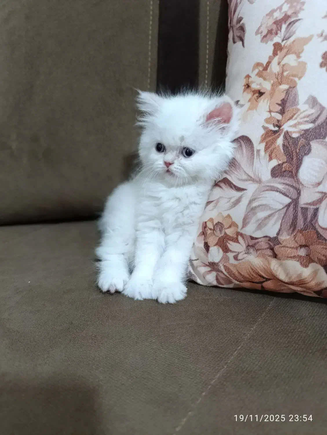 سرپرستی گربه پرشین عروسکی|گربه|ارومیه, |دیوار