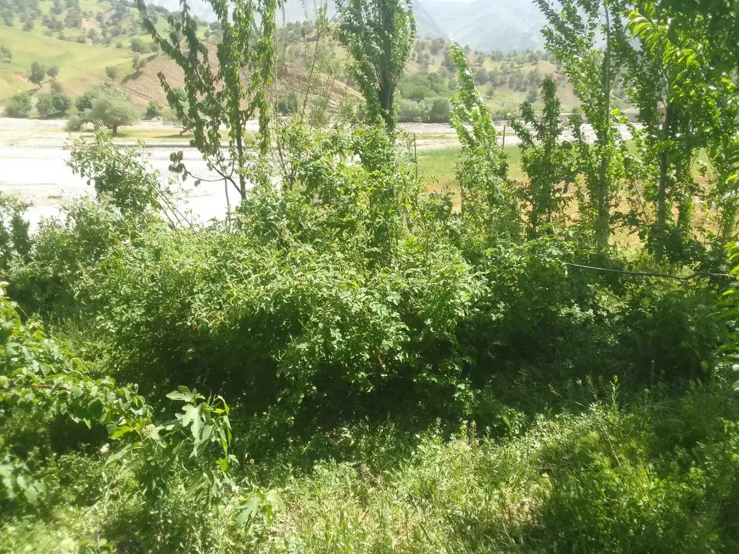 هرس درخت وقطع درخت|خدمات باغبانی و درختکاری|اندیمشک, |دیوار