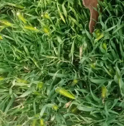 یونجه خورد شده|عمده‌فروشی|دهگلان, |دیوار