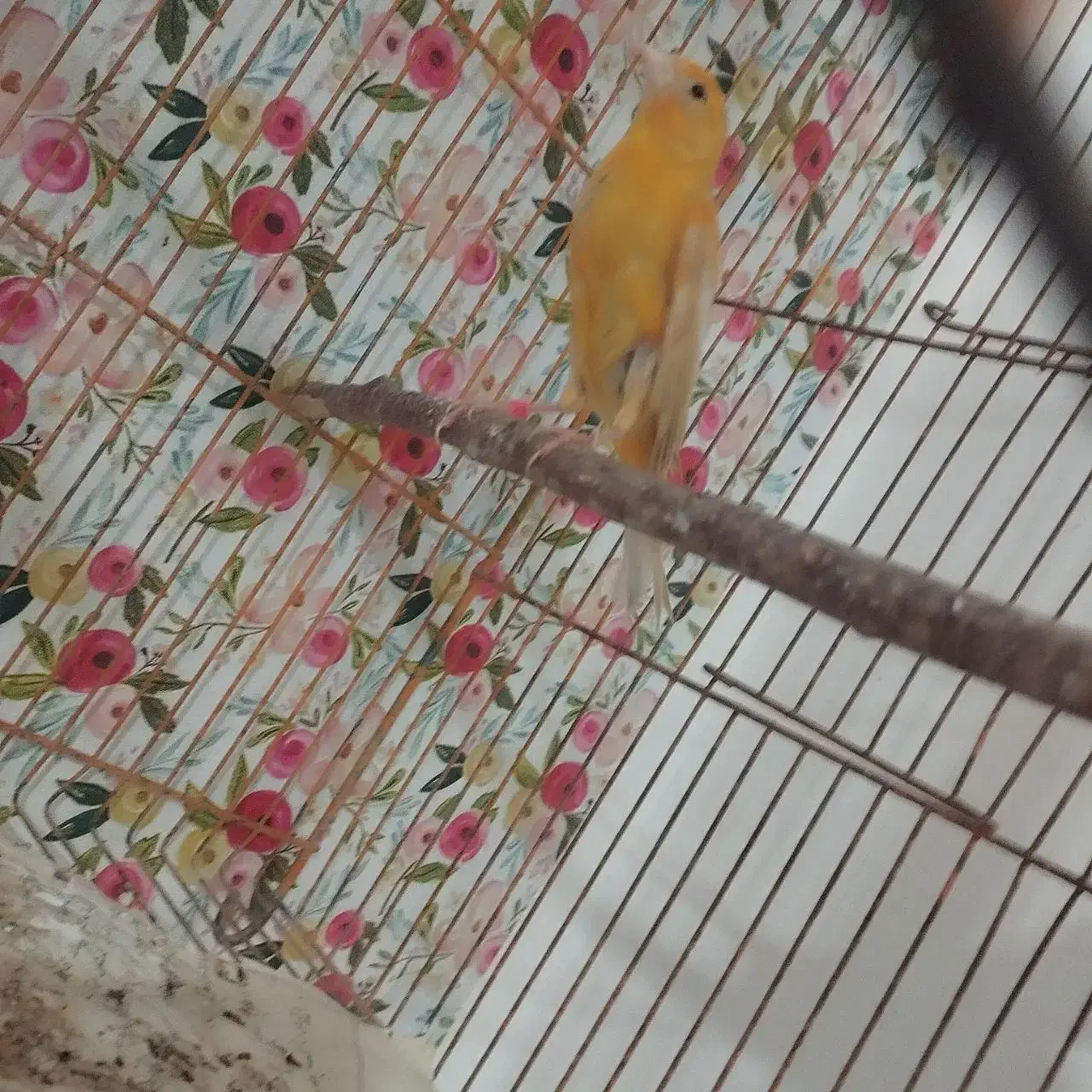 قناری|پرنده|زابل, |دیوار