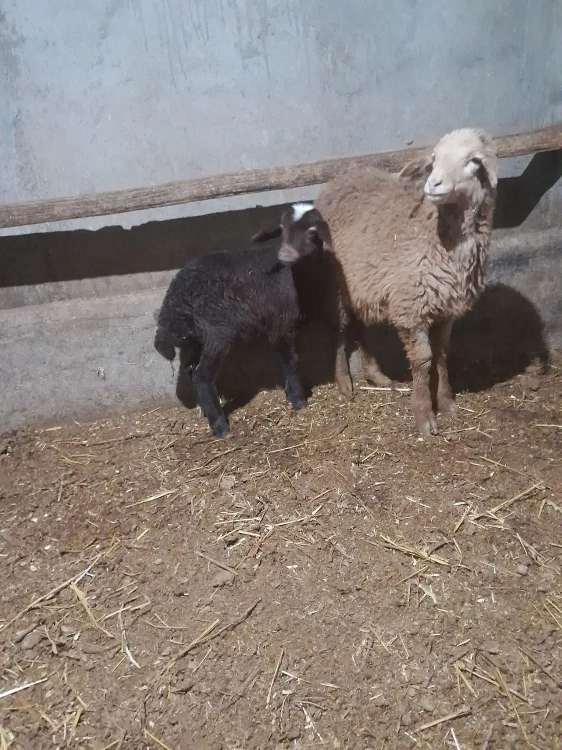 گوسفند|حیوانات مزرعه|هیر, |دیوار