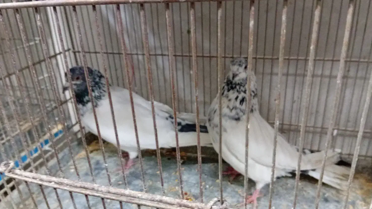 چهر جفت کفتر ناب|پرنده|کرج, کوی امامیه|دیوار