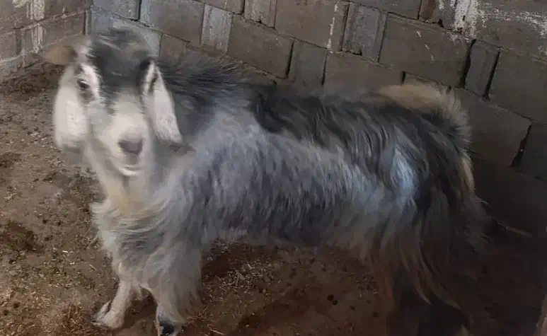 پازن|حیوانات مزرعه|بندر کنگان, |دیوار