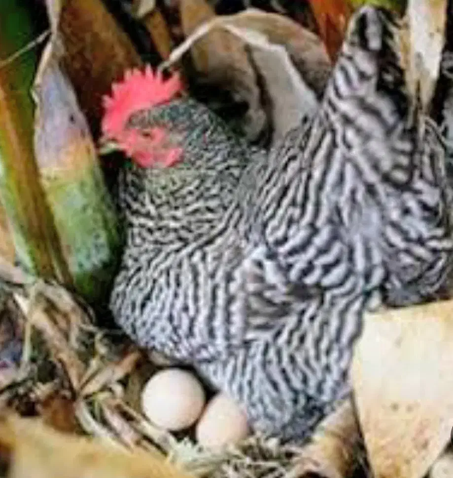 تخممرغ نطفهدار مرندی و پلیموت راک|حیوانات مزرعه|تهران, افسریه شمالی|دیوار