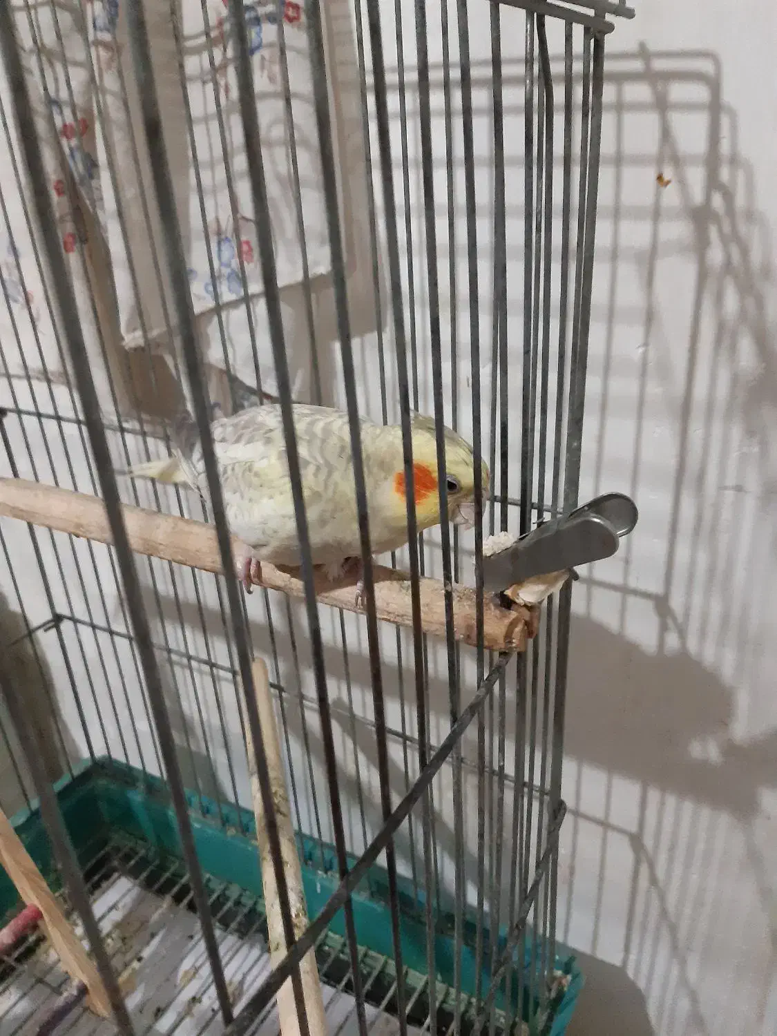 عروس هلندی گلباقالی 6 ماهه ماده|پرنده|پاکدشت, پاکدشت (مامازند)|دیوار