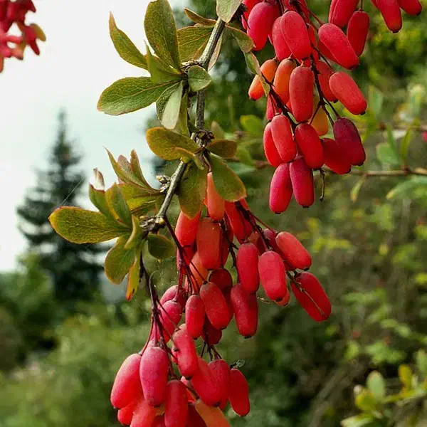 فروش نهال زرشک و عناب|خدمات باغبانی و درختکاری|شیراز, پودنک|دیوار
