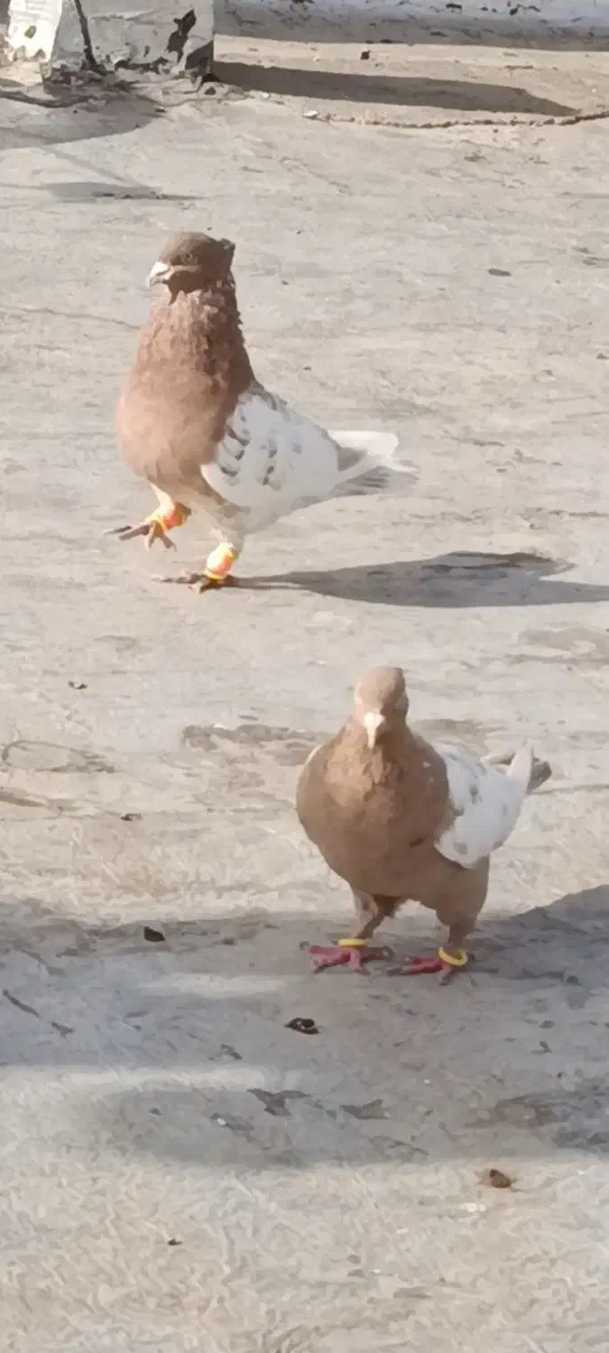 کفتر یا کبوتر|پرنده|اقبالیه, |دیوار