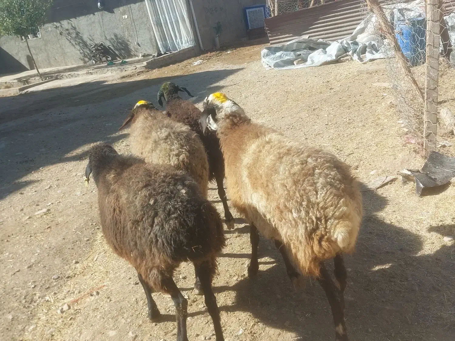 میش آبستن سنگین|حیوانات مزرعه|قزوین, |دیوار