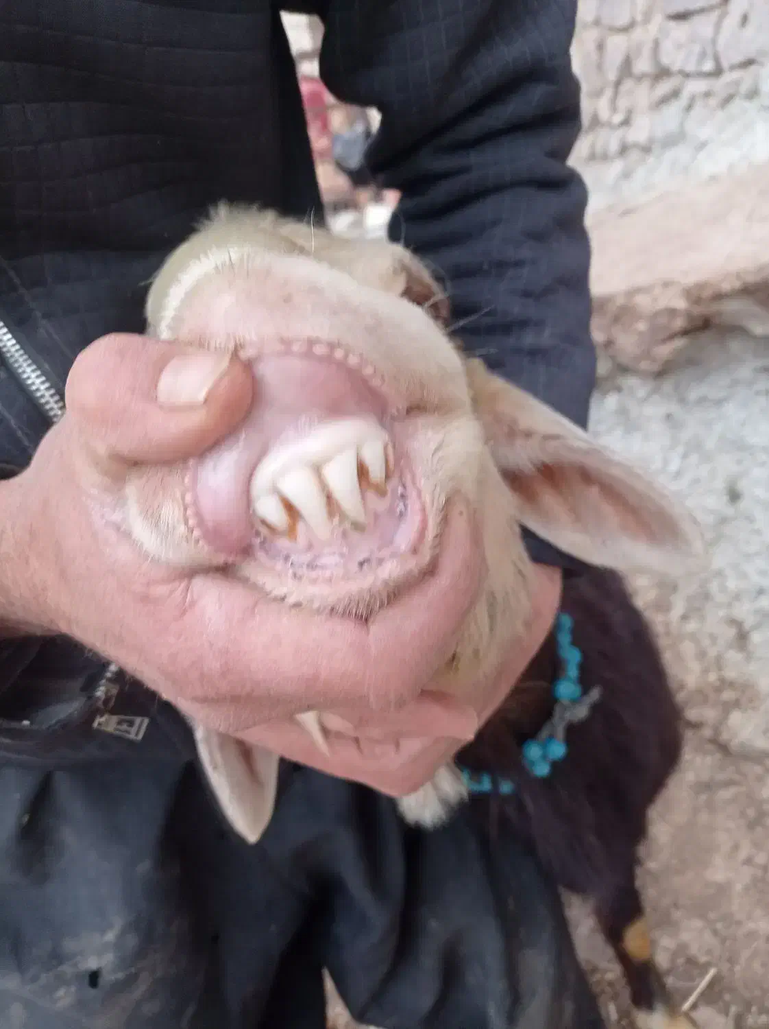 قوچ شیشک نژاد افشار|حیوانات مزرعه|کوراییم, |دیوار