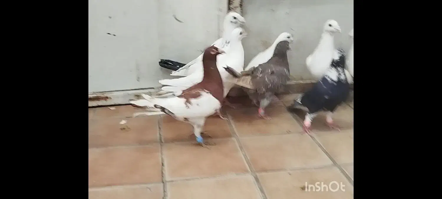 کبوتر پلاکی دورگ|پرنده|شیراز, شهرک قمشه|دیوار