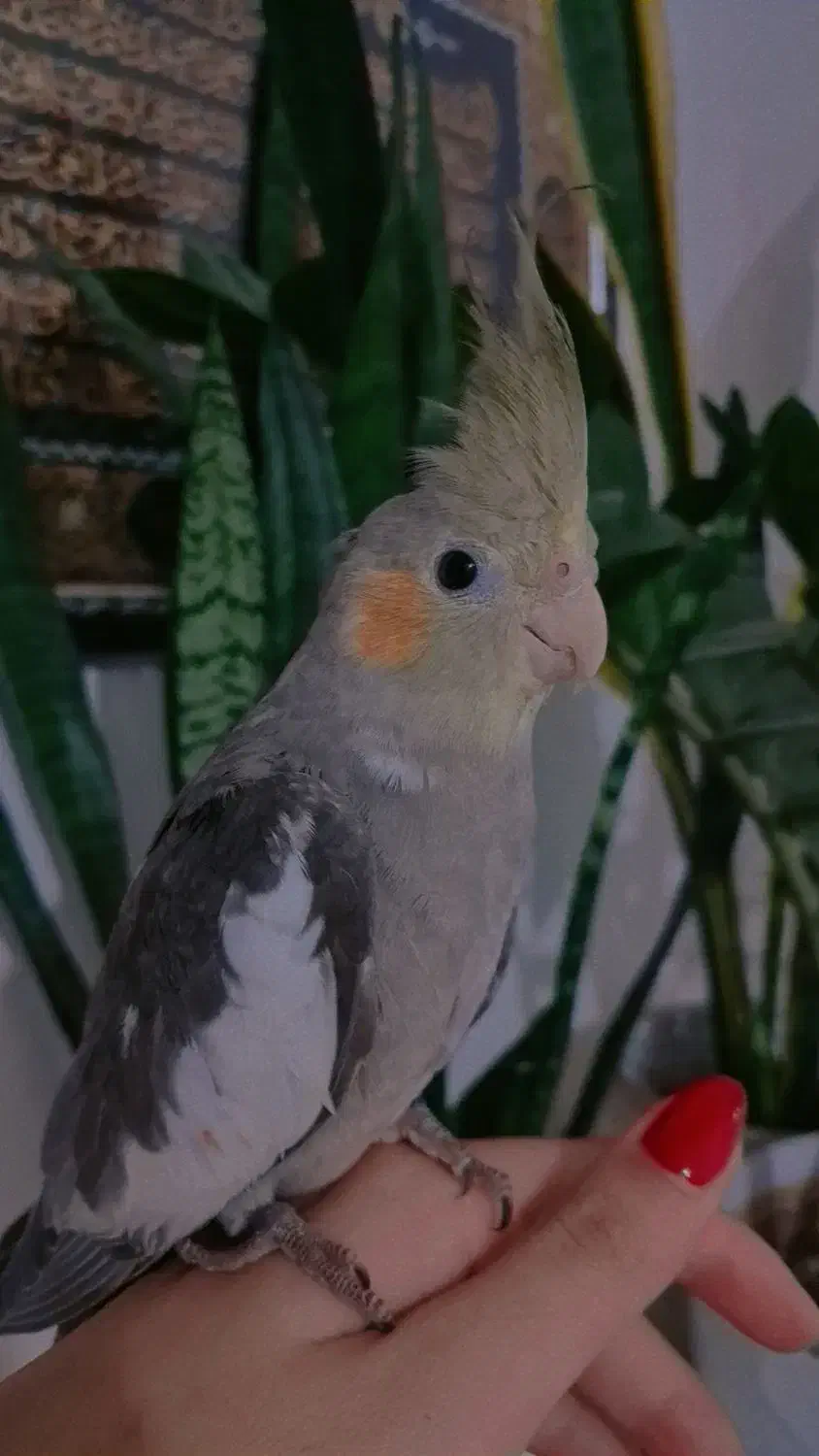 طوطی نر|پرنده|رشت, جانبازان|دیوار