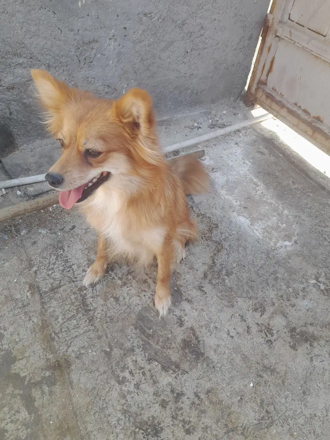 ماده پامر|سگ|سیرجان, |دیوار