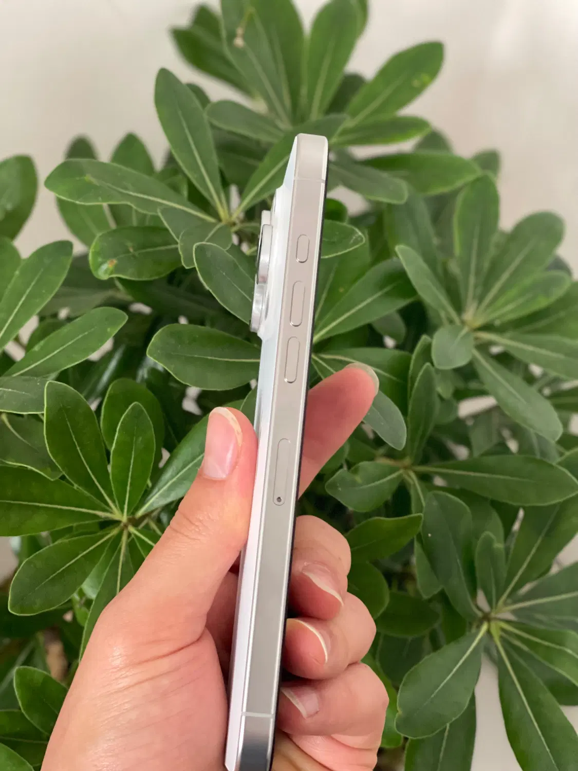 16promax white titanium|موبایل|هشتگرد, شهرک بعثت|دیوار