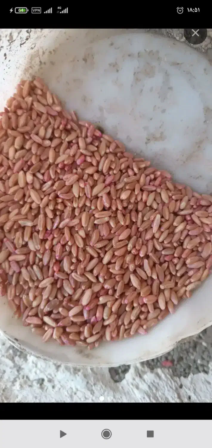 کشاورزی|عمدهفروشی|جوانرود, |دیوار