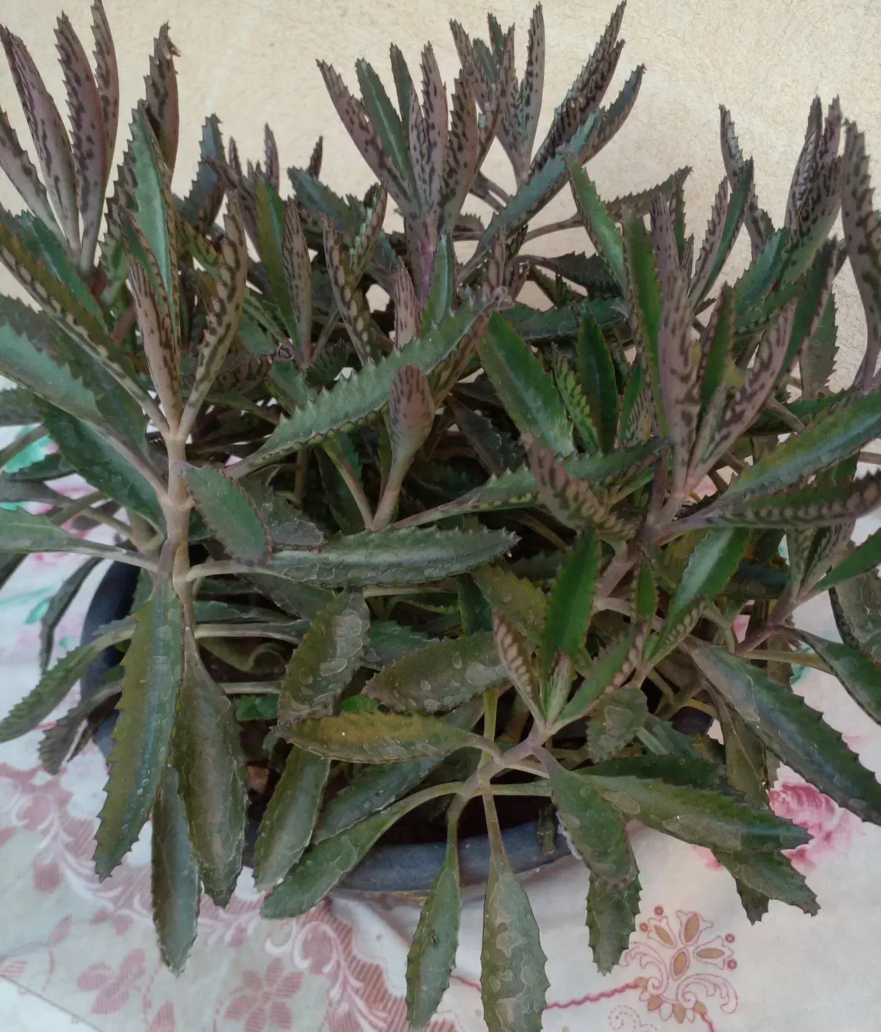 فروش تعدادی گل|گل و گیاه طبیعی|شیراز, شیخ علی چوپان|دیوار