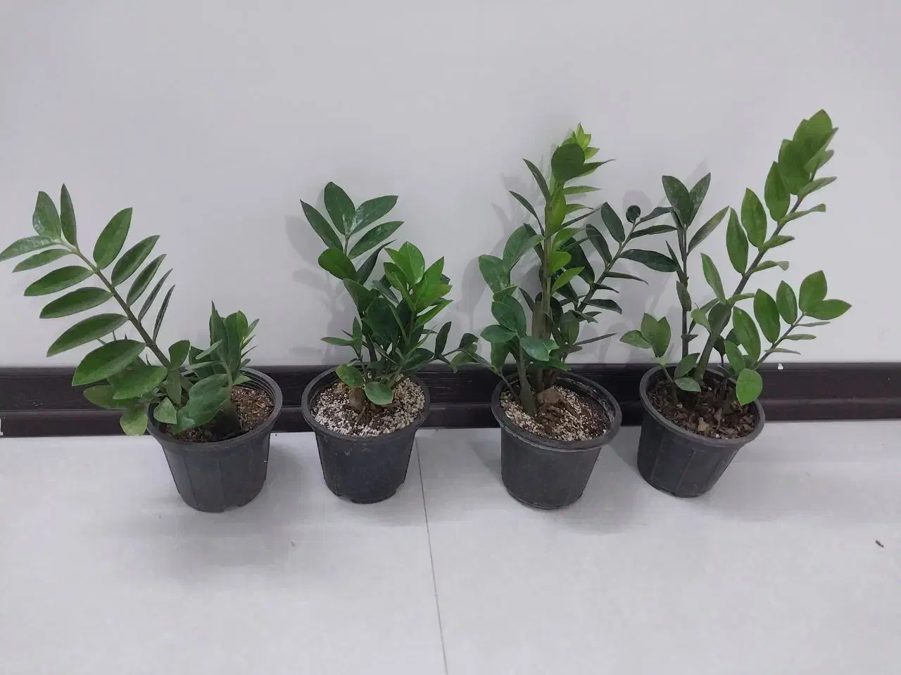 برگ عبایی|گل و گیاه طبیعی|خمینیشهر, |دیوار