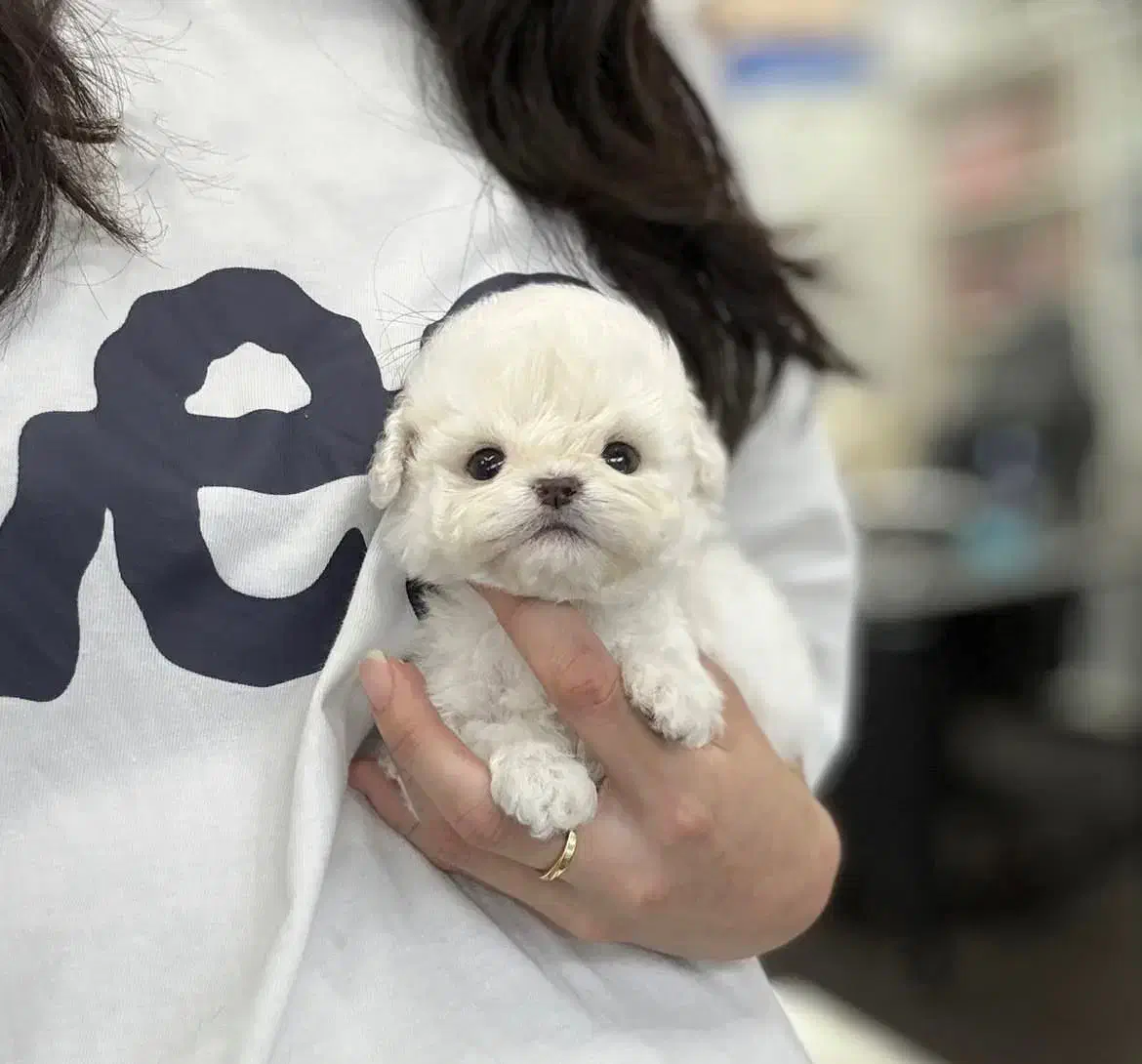 سگ اپارتمانی پودل مالتیز عروسکی مینی|سگ|تهران, پارک شهر|دیوار