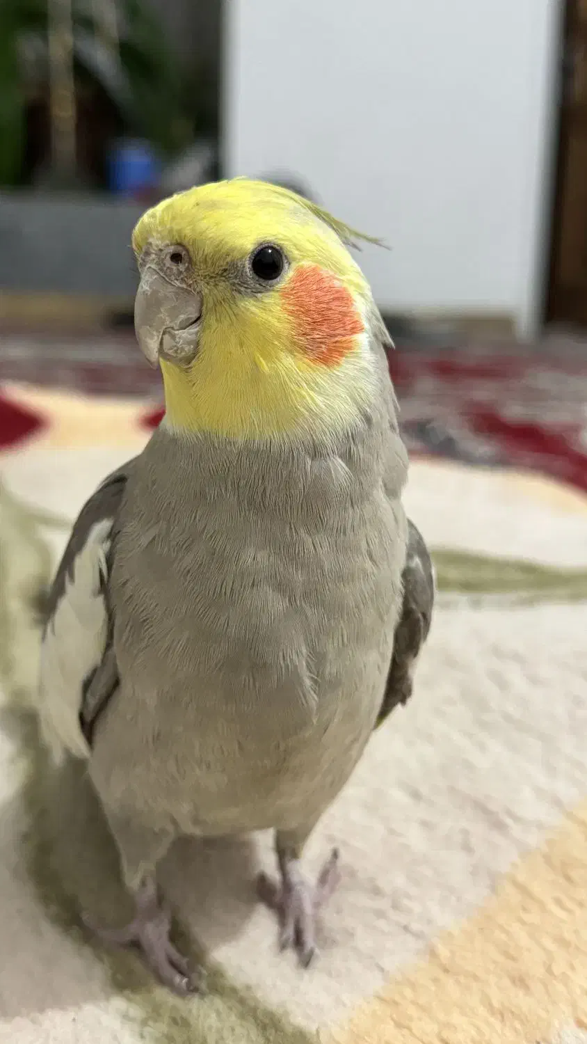 عروس هلندی گمشده|حیوانات|داراب, |دیوار