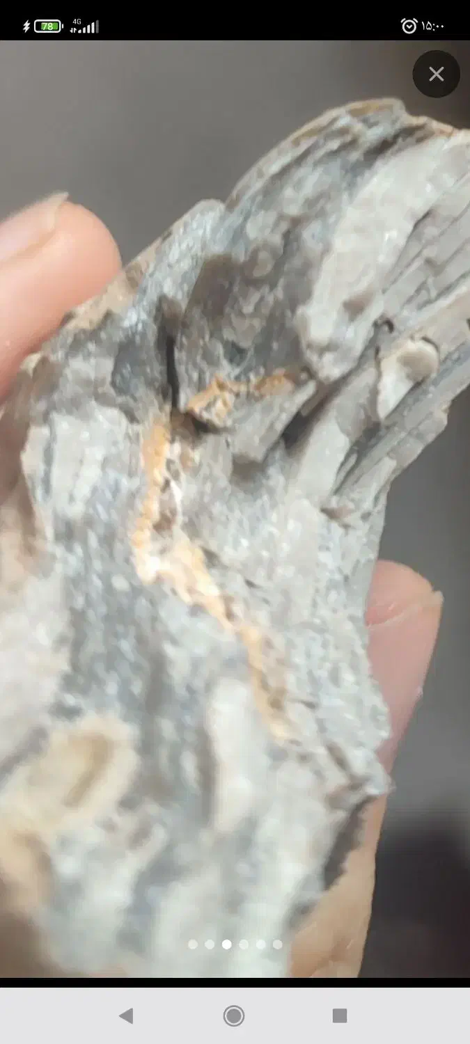 فسیل قدیمی|کلکسیون اشیاء عتیقه|ایلام, |دیوار