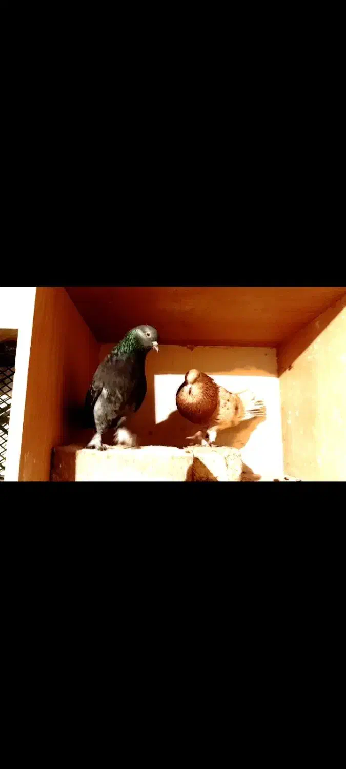 کفتر پرشی|پرنده|جوادآباد, |دیوار