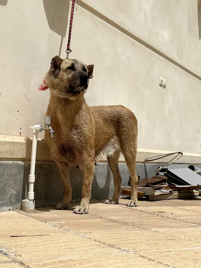 ماده سرابی درجه یک|سگ|اردبیل, |دیوار