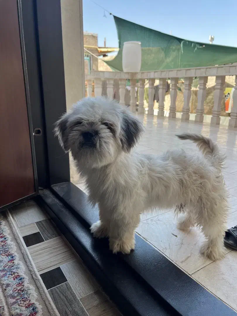 سگ پا کوتاه شیتزو|سگ|بم, |دیوار