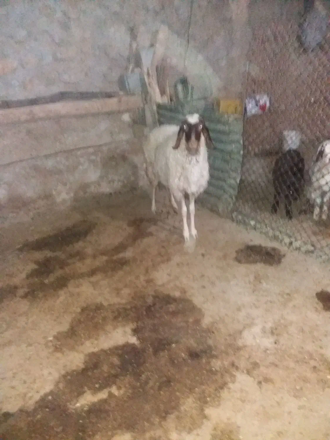 قیمت کیلو ۳۵۰/۰۰۰|حیوانات مزرعه|قلعه شاهین, |دیوار