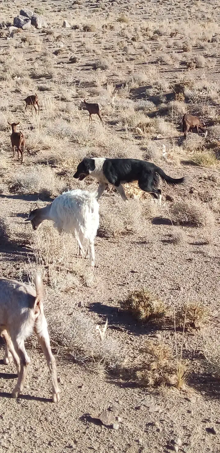 سگ ...|سگ|تفت, |دیوار