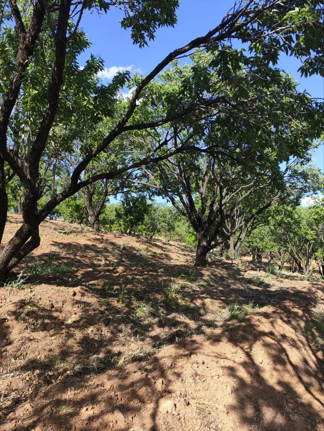 باغ درجه یک دوبر فنس کشی|فروش دفتر صنعتی، کشاورزی، تجاری|فولادشهر, فولادشهر|دیوار