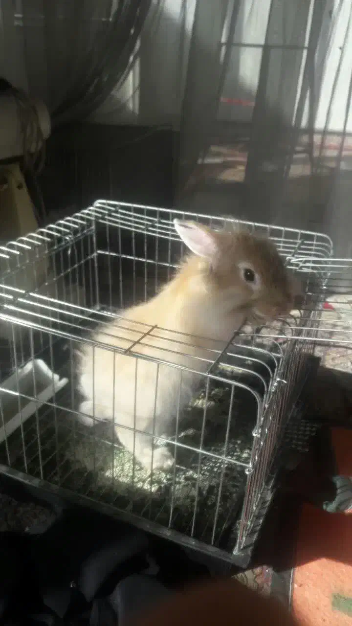 خرگوش|موش و خرگوش|لنجان, |دیوار