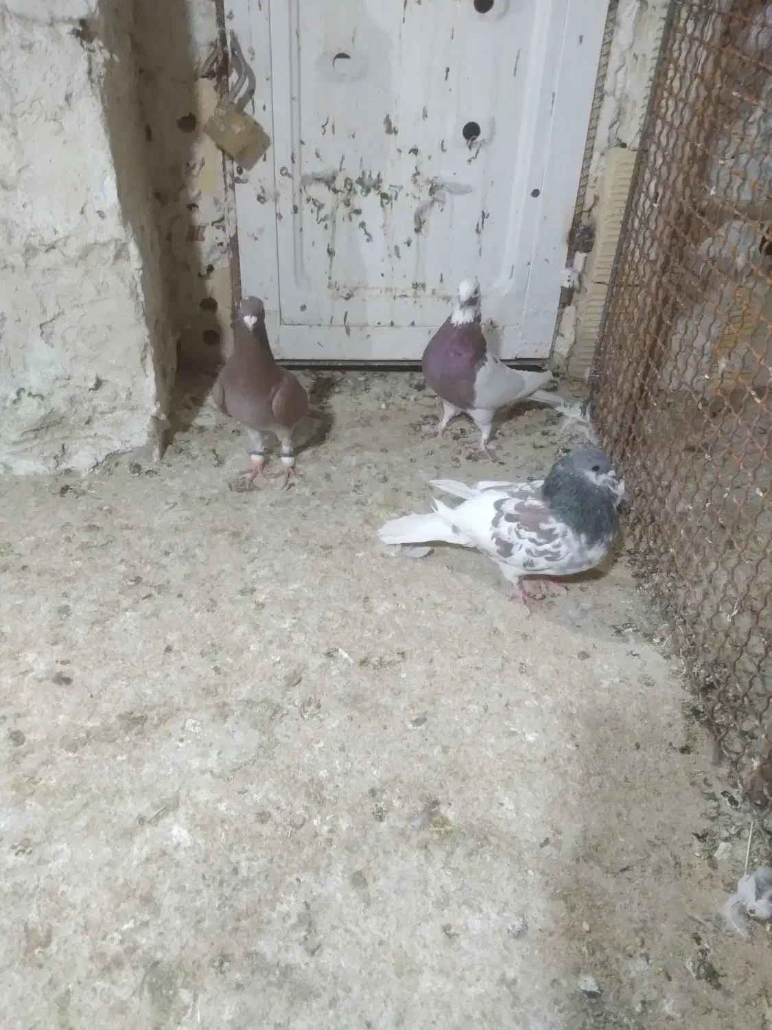 کفتر|پرنده|شیراز, گویم|دیوار