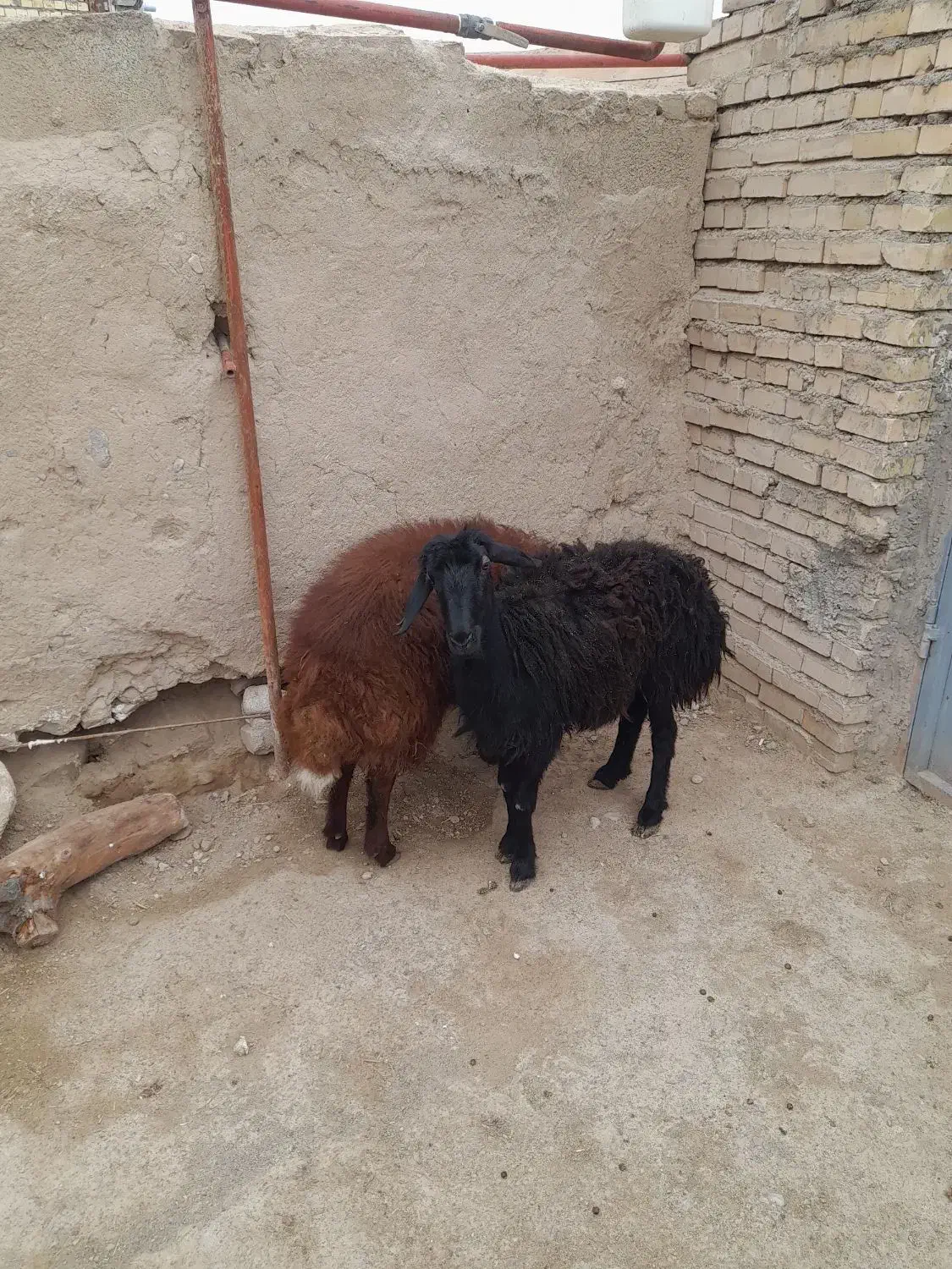 بره نر|حیوانات مزرعه|مشهد, انصار|دیوار