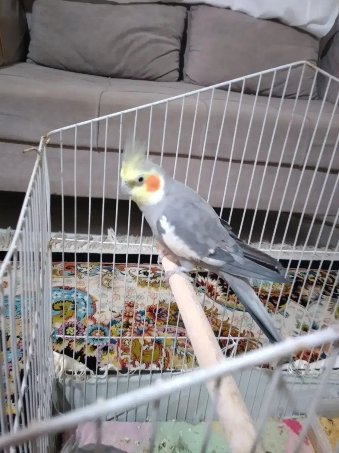 عروس هلندی|پرنده|بومهن, |دیوار