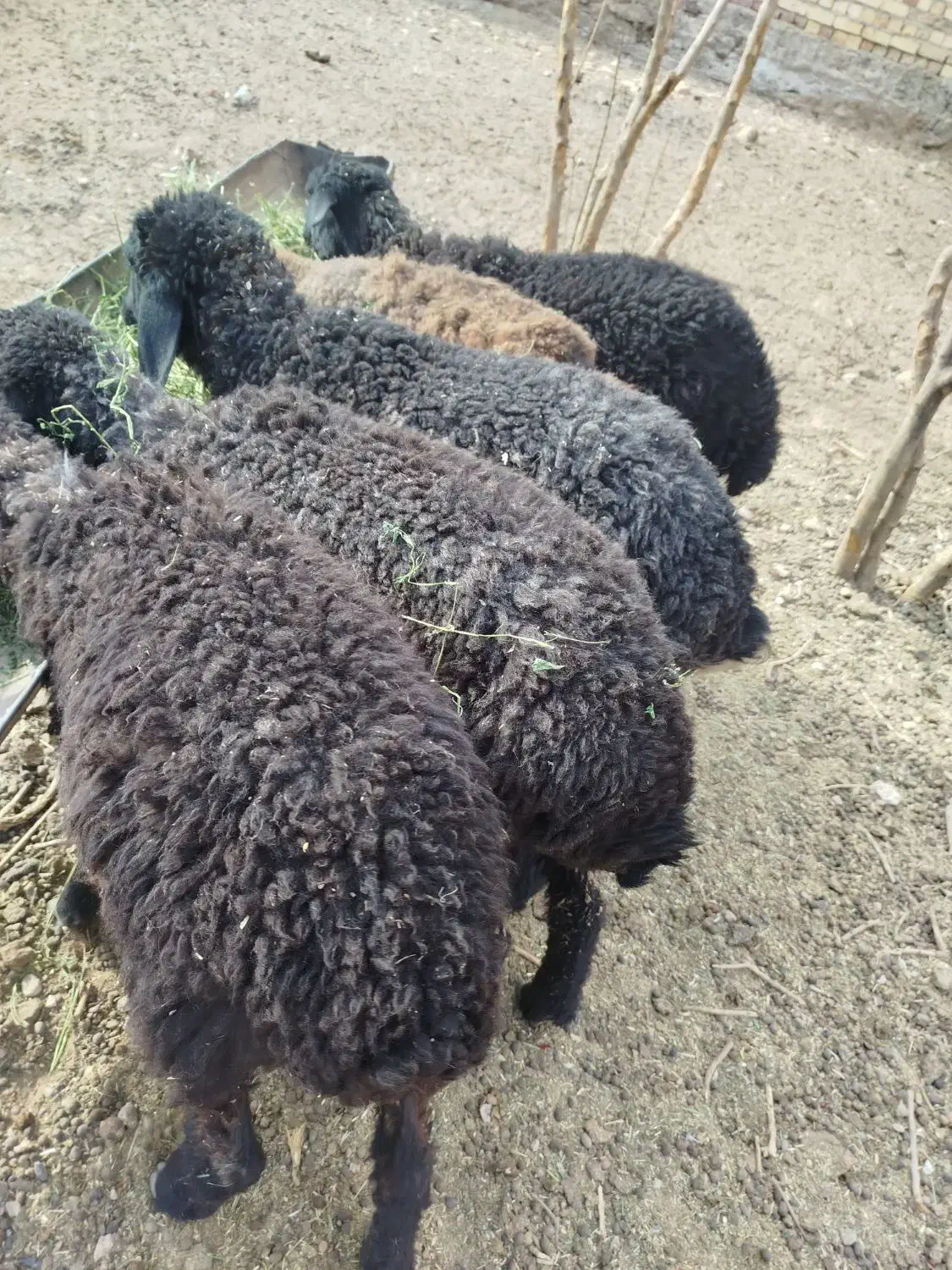 پنج عدد بره علف خور شیر مست|حیوانات مزرعه|قم, قلعه صدری|دیوار