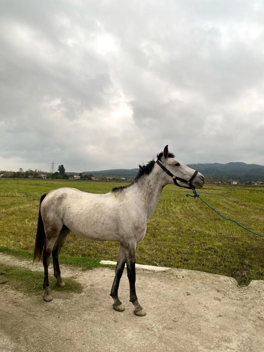 اسب نریون پنج سال|اسب و تجهیزات اسبسواری|پرهسر, |دیوار
