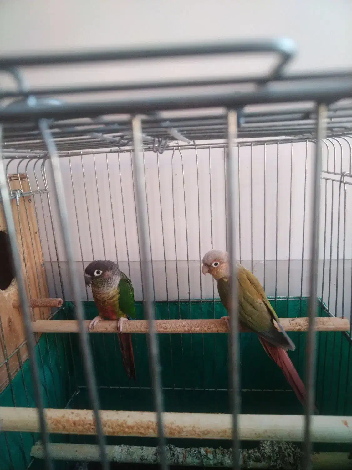 جفت گرینچیک|پرنده|یزد, |دیوار