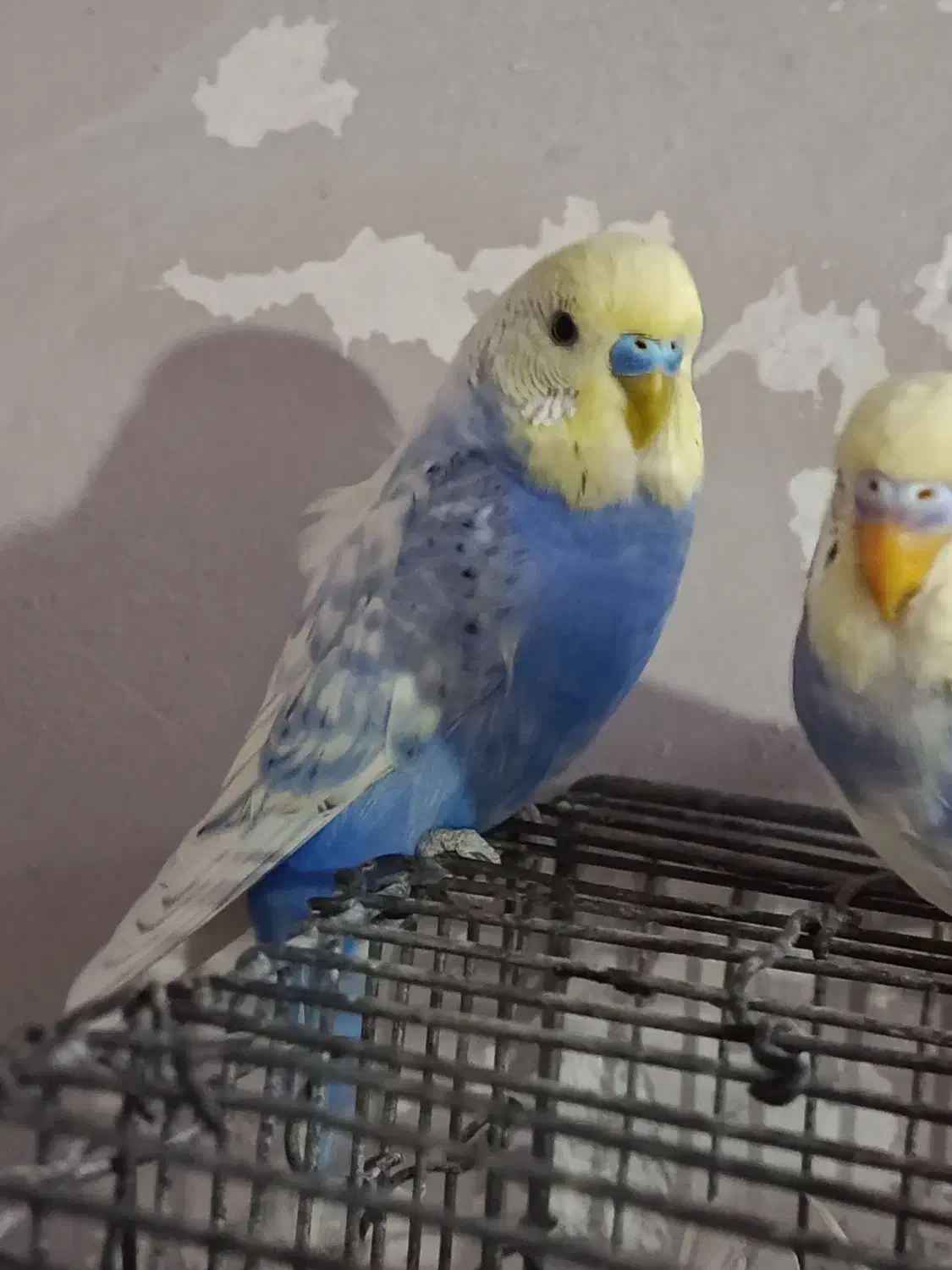 مرغ عشق پروانه ای وانگلیسی|پرنده|شیراز, جوادیه|دیوار